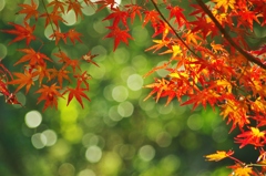 紅葉と光　in 佐倉城址公園　２