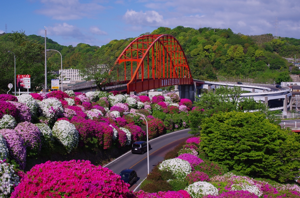 音戸の瀬戸公園　つつじ近景　朝