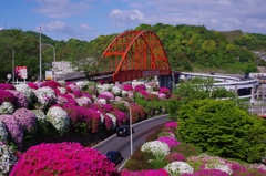 音戸の瀬戸公園　つつじ近景　朝
