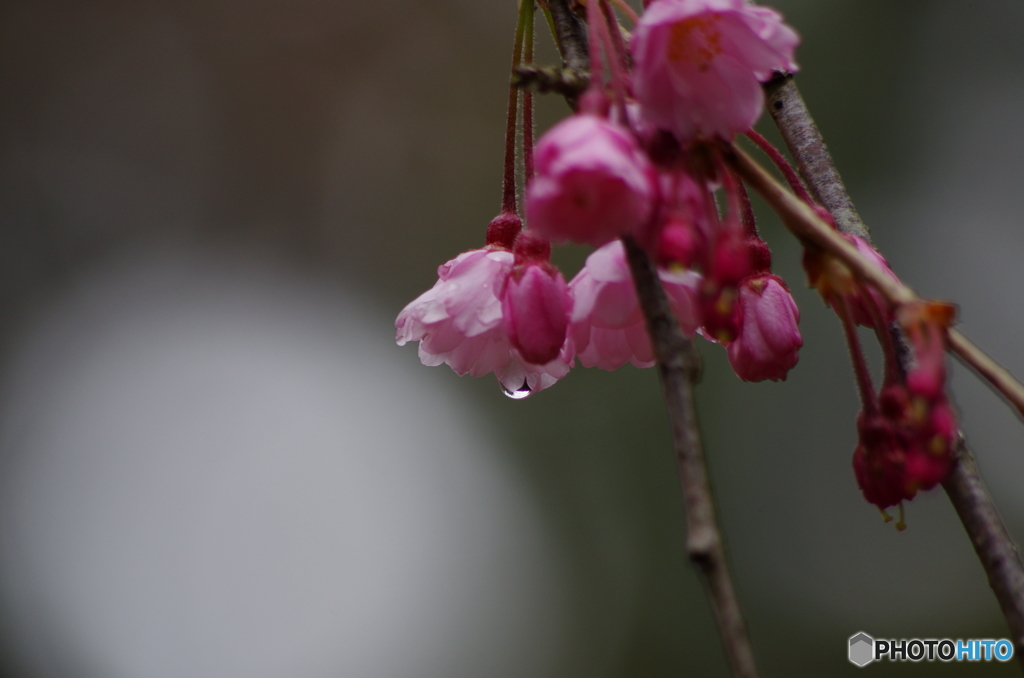 枝垂桜　雨の後