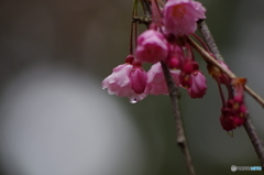 枝垂桜　雨の後