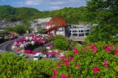 音戸の瀬戸公園　つつじ遠景　朝