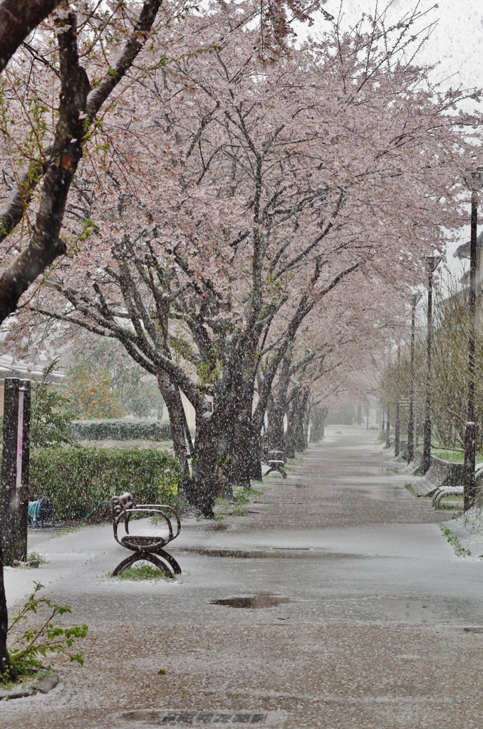 桜並木と降雪　３