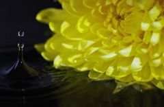 菊と滴