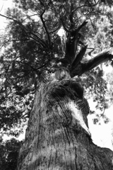 初詣　樹齢1400年の御神木