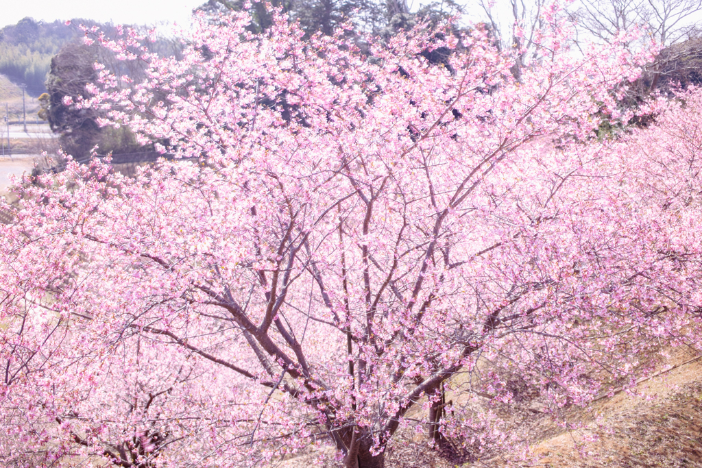 河津桜