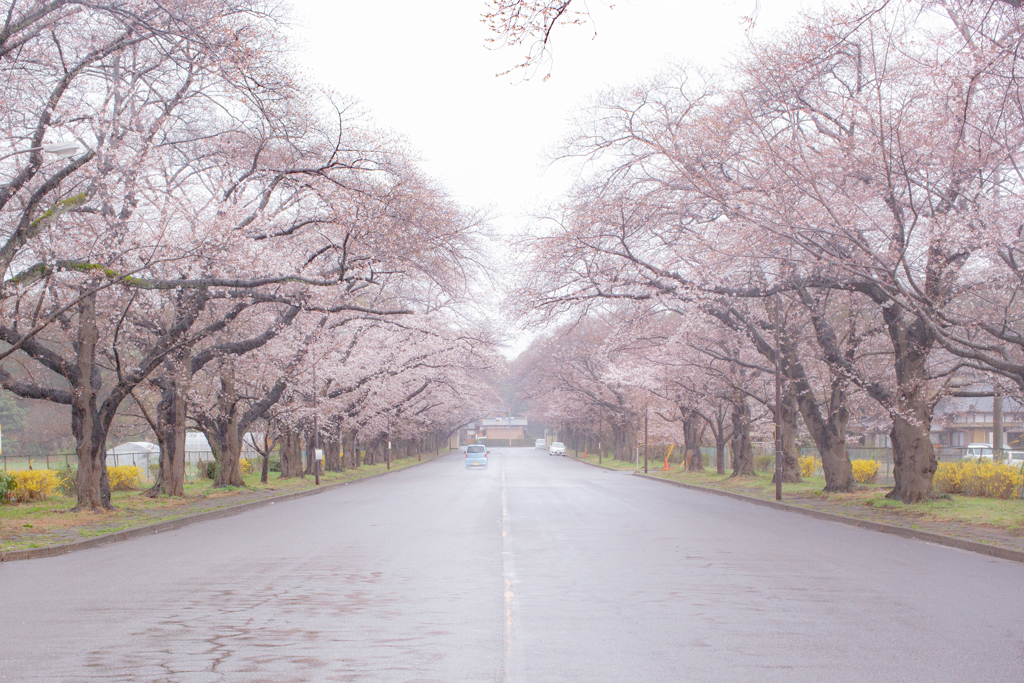 春の雨と五分咲きソメイヨシノ
