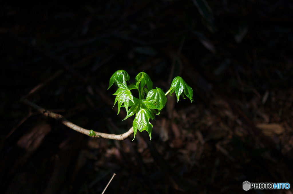 濡れる若葉