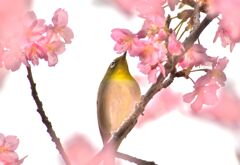 河津桜とメジロ