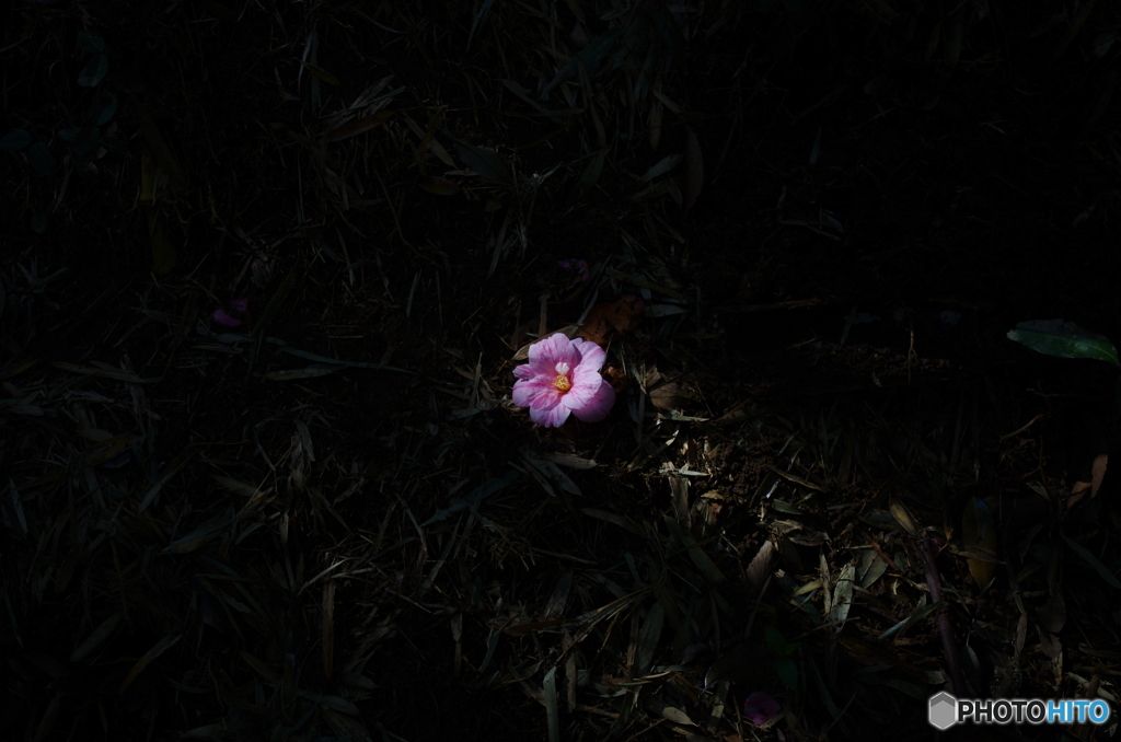 山茶花　落ち花２