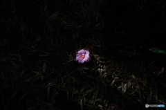 山茶花　落ち花２