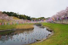 鯉のぼりと桜４