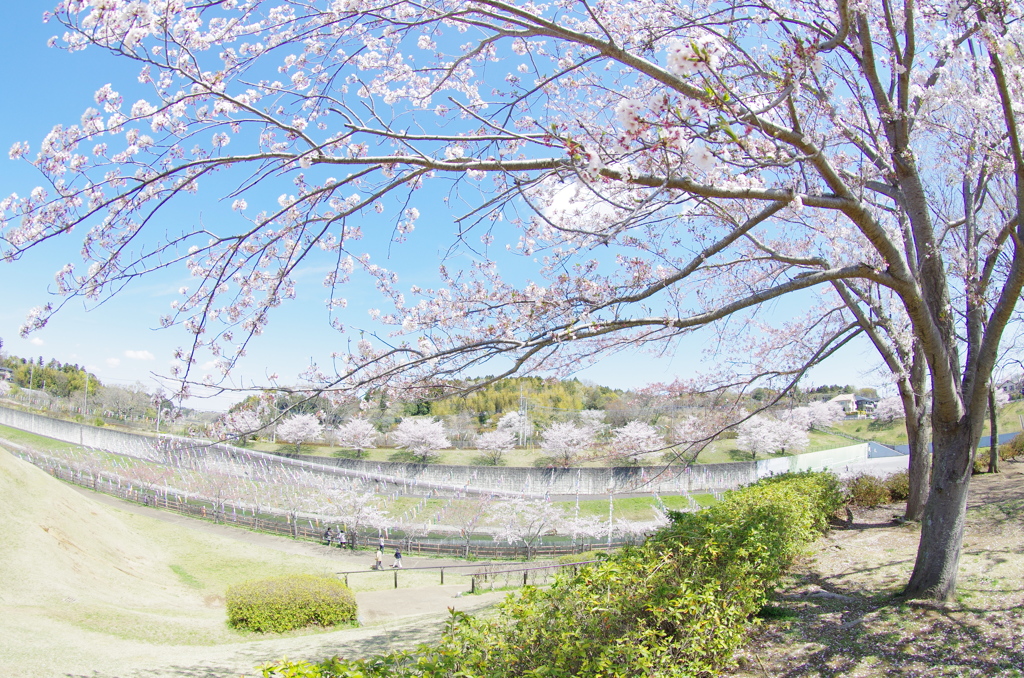 桜
