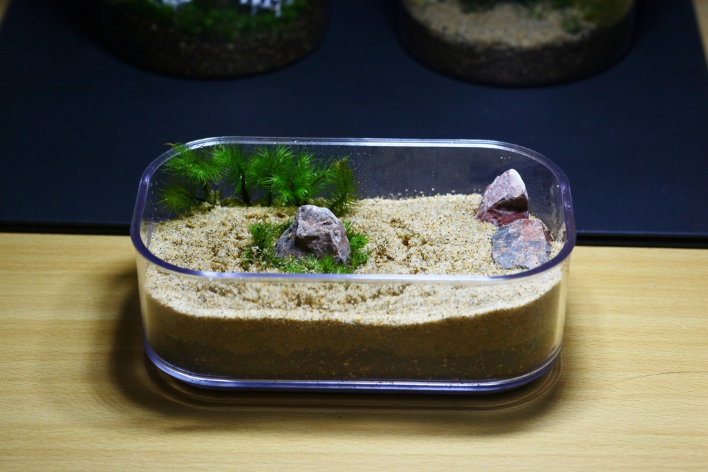 枯山水習作　苔テラリウム