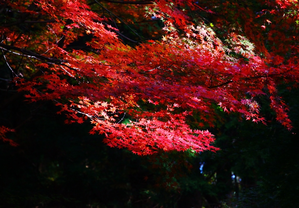 紅葉　赤と黒