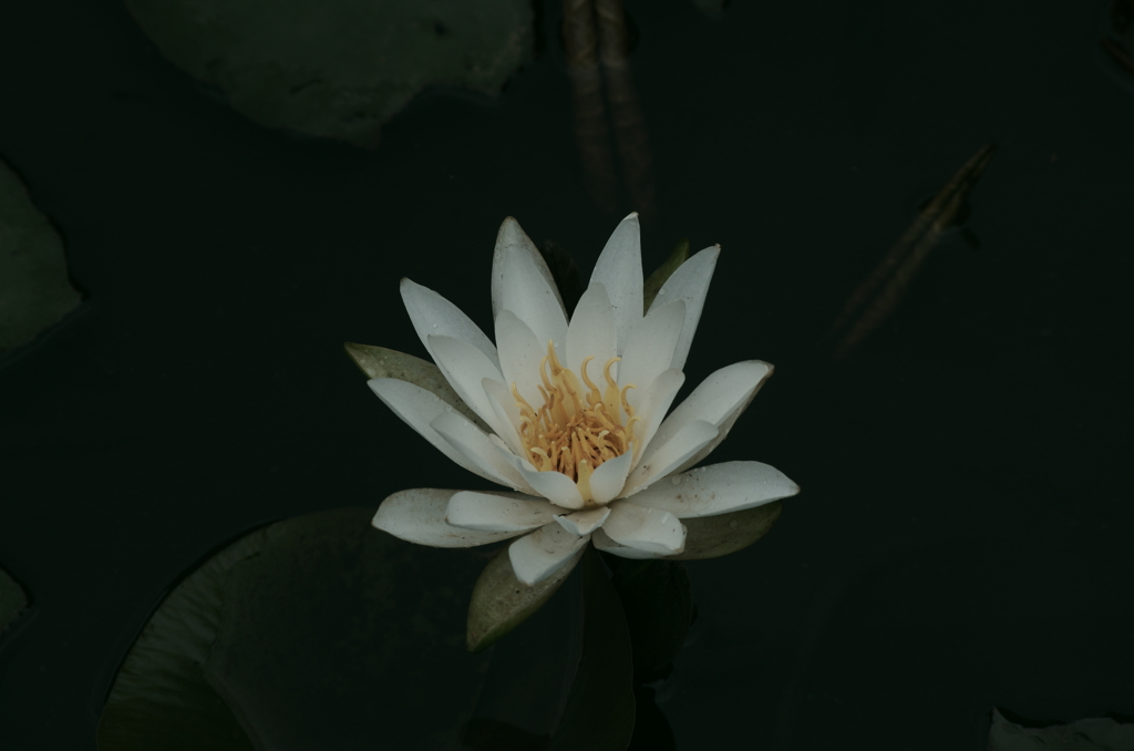 蓮の花　Lotus Flower　２
