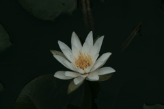 蓮の花　Lotus Flower　２