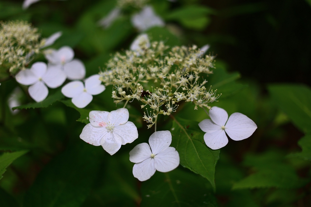 多古町　日本寺　紫陽花
