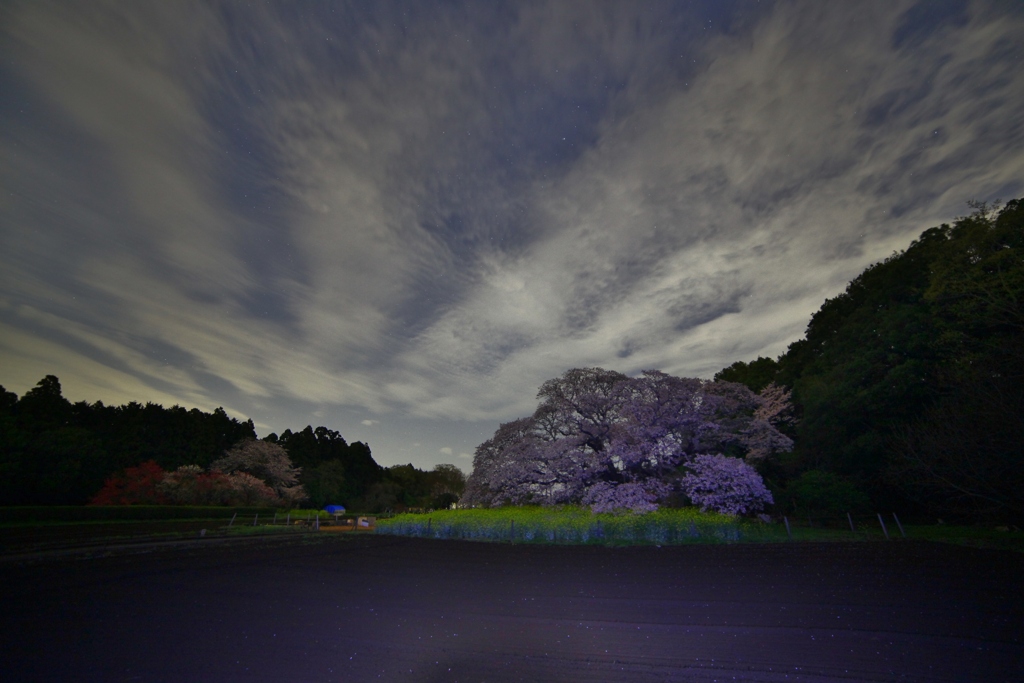 吉高の大桜