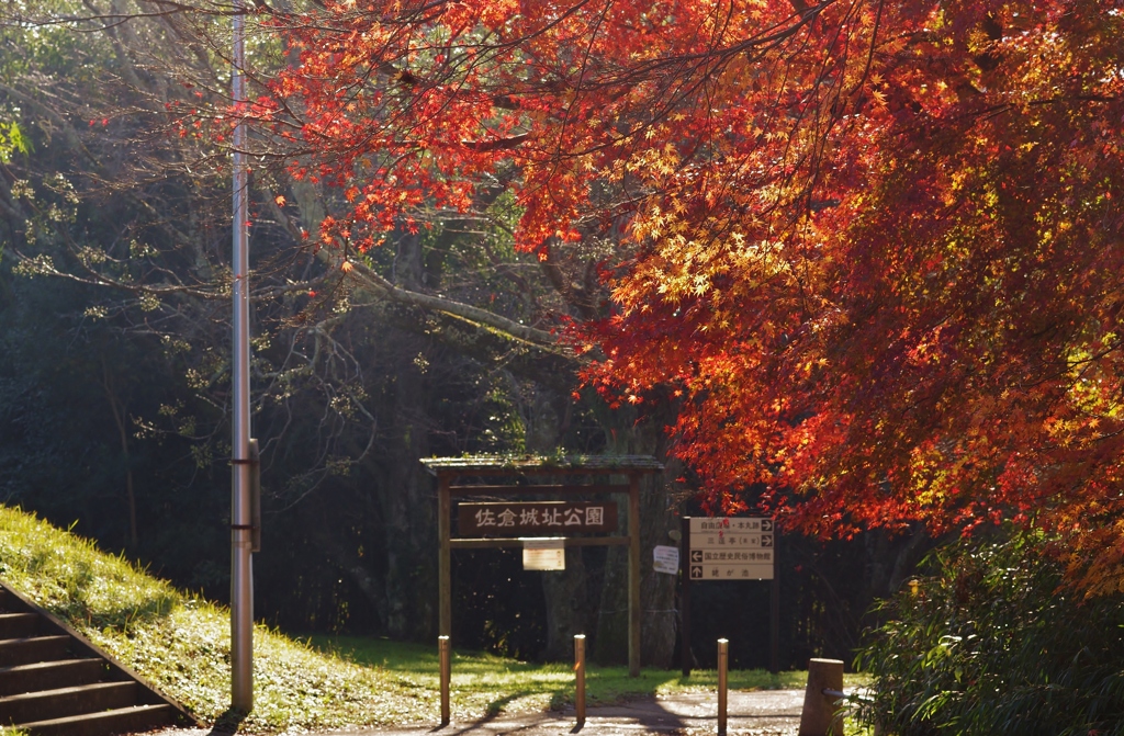 紅葉　in 佐倉城址公園　１