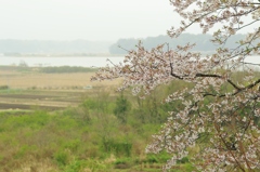 里山に濡れる桜　３