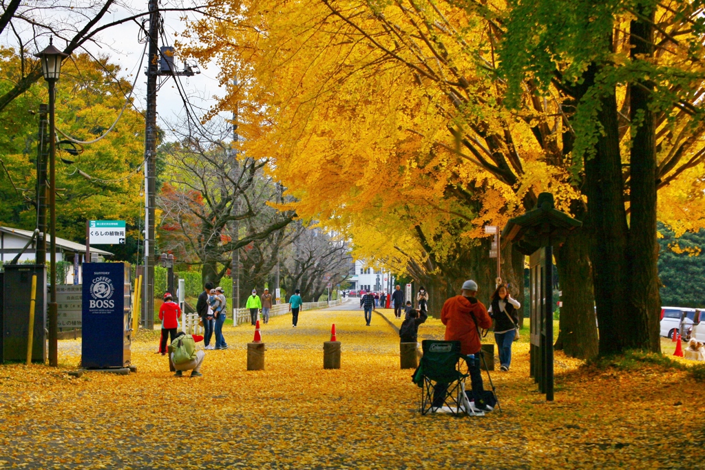 佐倉城址公園　銀杏並木