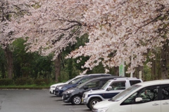 里山に濡れる桜　２