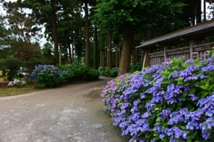 多古町　日本寺　紫陽花