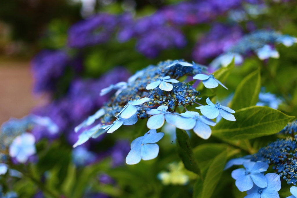 多古町　日本寺　紫陽花