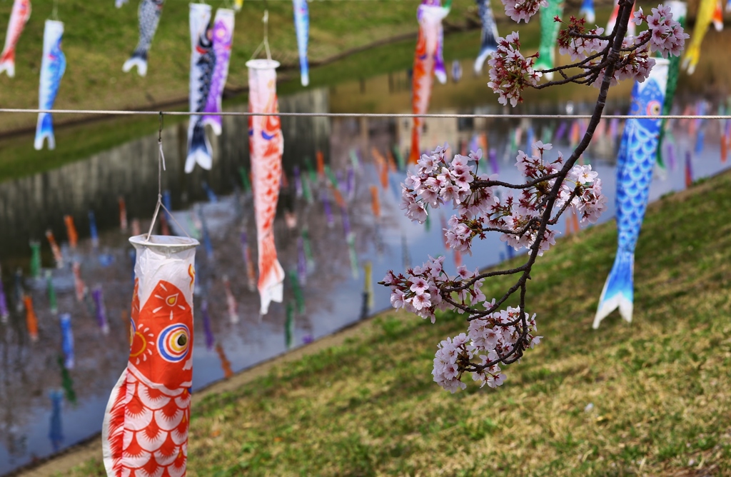 桜と鯉のぼり