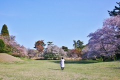 房総風土記の丘　白鳳の道にある古墳群と桜