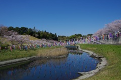池を泳ぐ鯉のぼりたち　晴れ