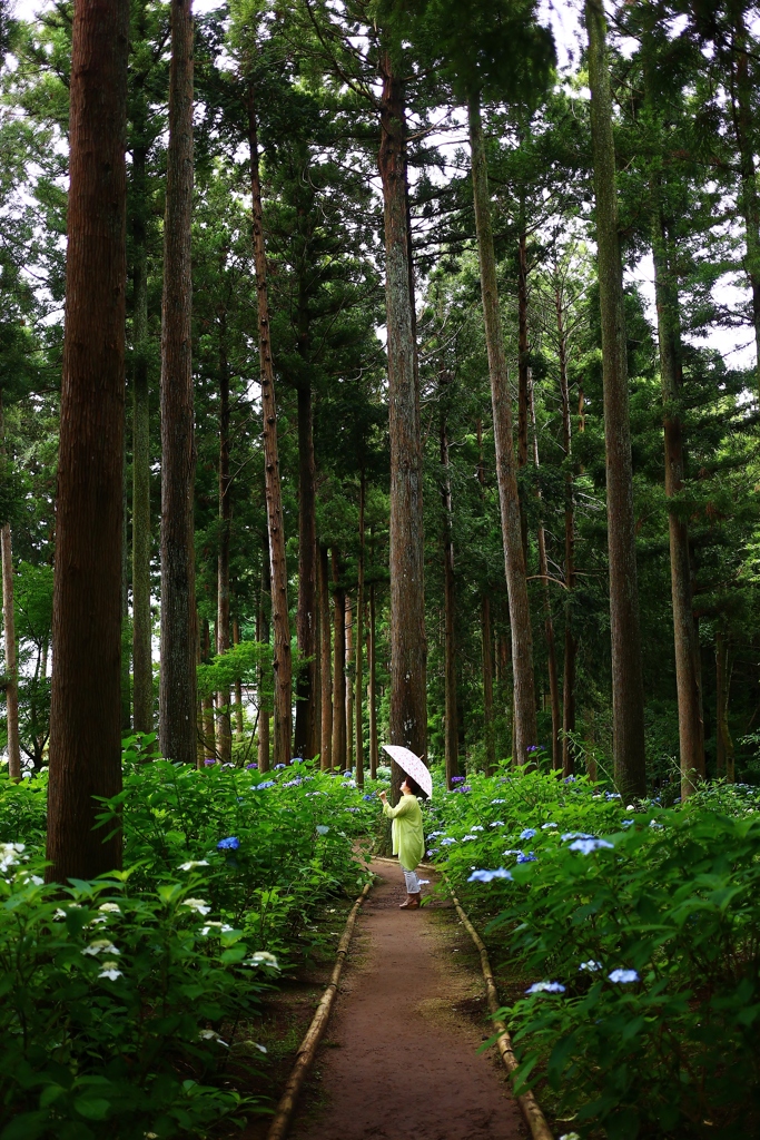 多古町　日本寺　紫陽花