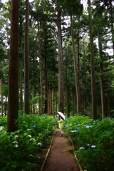 多古町　日本寺　紫陽花