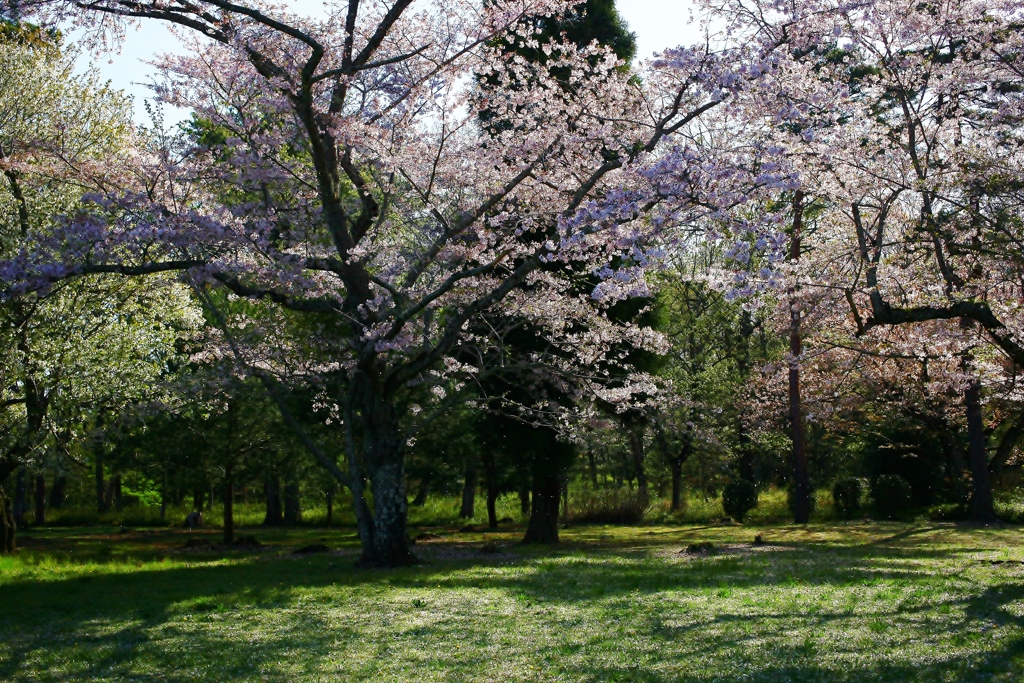 房総風土記の丘　白鳳の道にある古墳群と桜