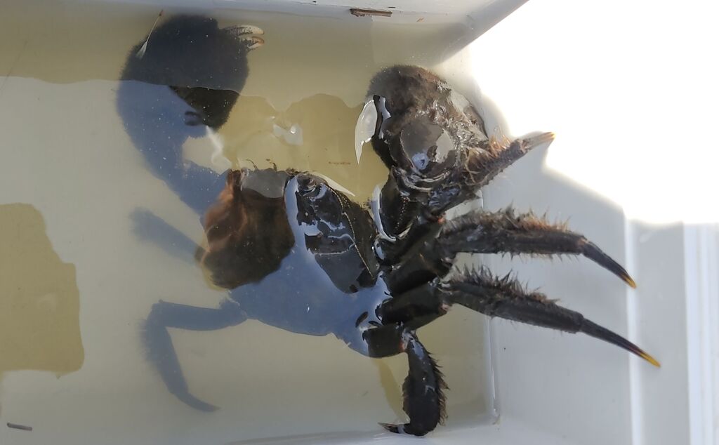 モクズガニ獲ったどー