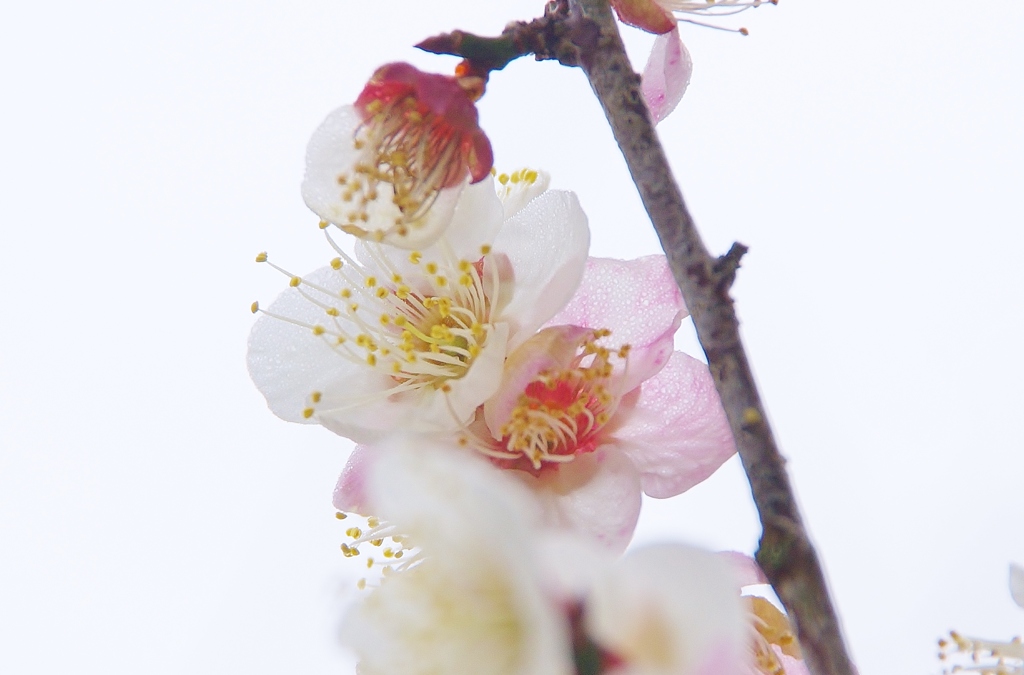 Plum Blossum 2