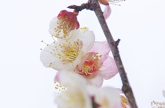 Plum Blossum 2