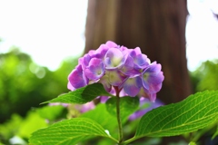 多古町　日本寺　紫陽花