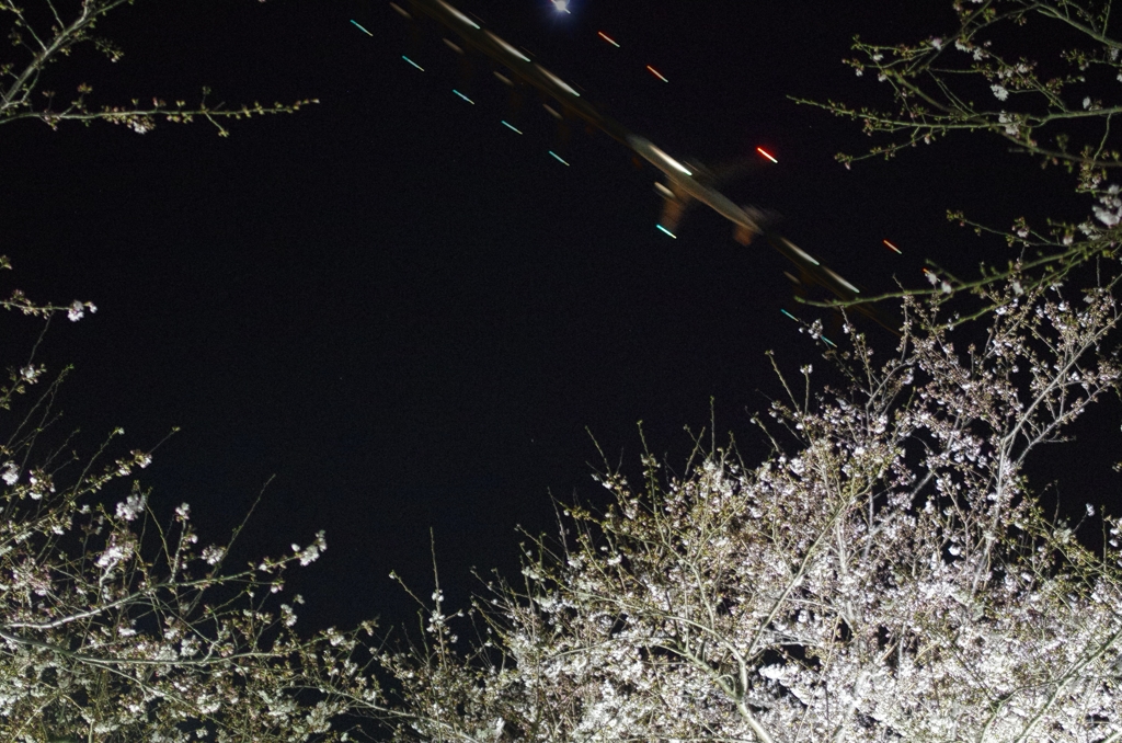 夜桜に翔ぶ　光跡入り