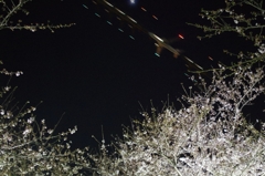 夜桜に翔ぶ　光跡入り
