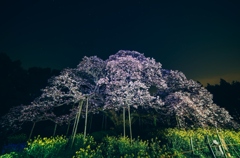 吉高の大桜