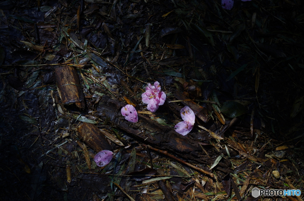雨の後の落ち花～山茶花