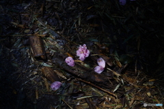 雨の後の落ち花～山茶花