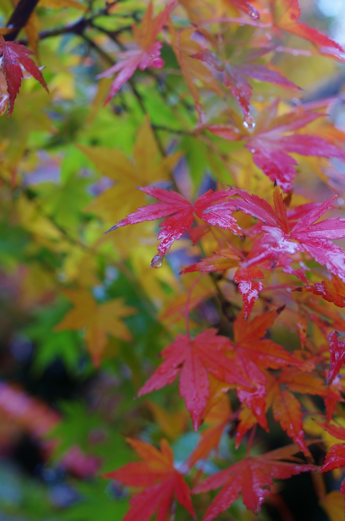 雨のいろは紅葉　３
