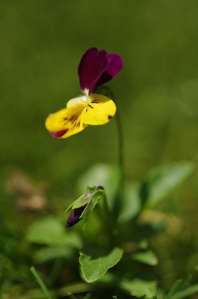 人工芝から生えるど根性ビオラ 2