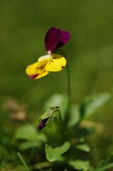 人工芝から生えるど根性ビオラ 2