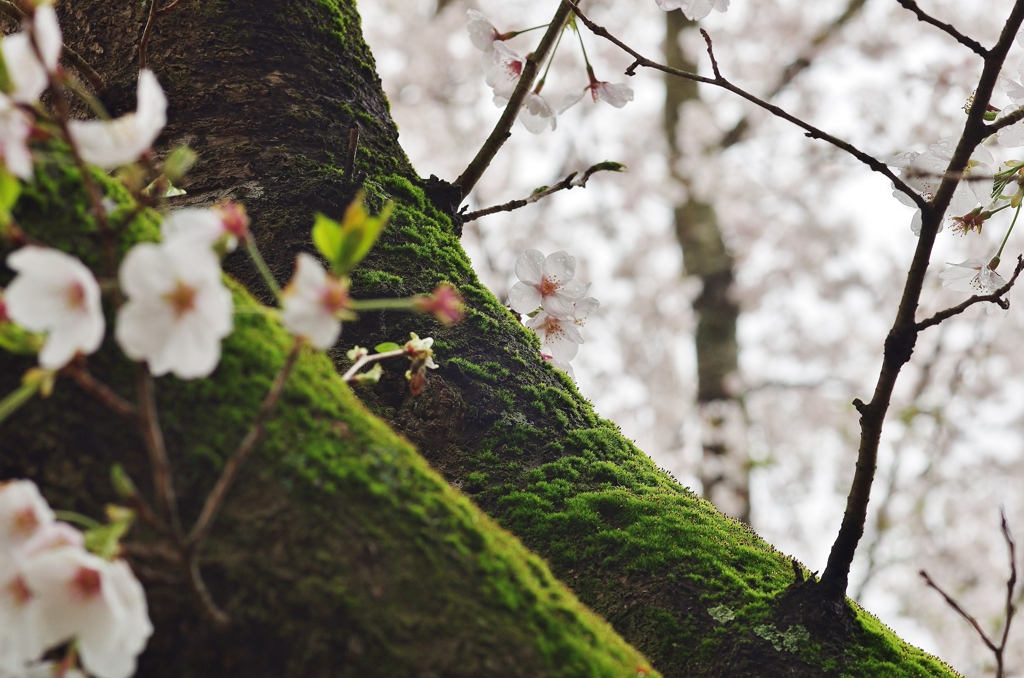 里山に濡れる桜　４