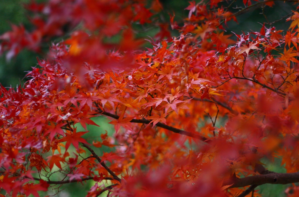 北総花の丘公園