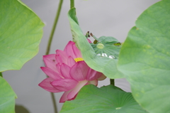 蓮の花　Lotus Flower